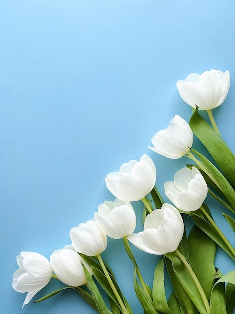 Tulipes blanches sur fond bleu belles fleurs comme concept nature fond plat