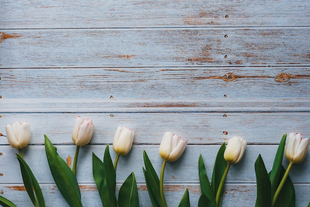 Tulipes blanches sur fond bleu en bois. Composition à plat, vue de dessus avec espace de copie