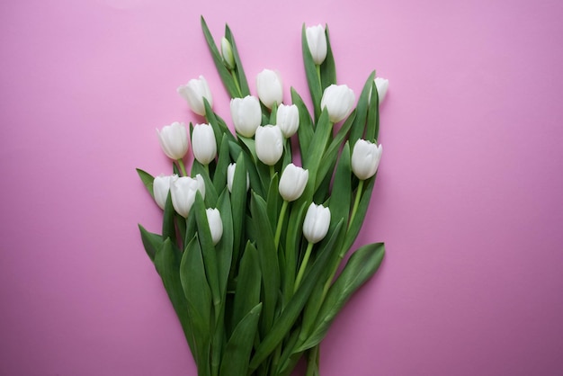 Tulipes blanches sur fond rose vue de dessus