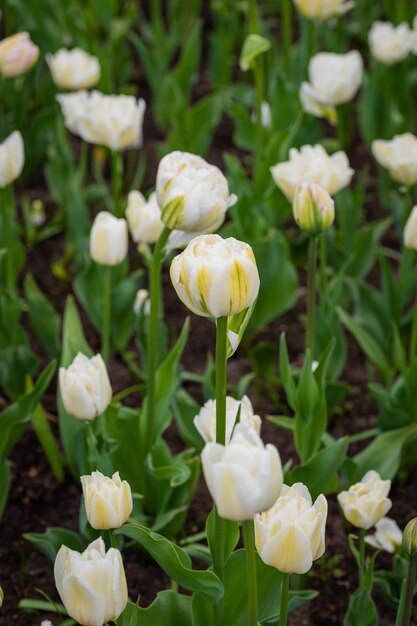 Tulipes blanches en gros plan sélectif avec arrière-plan flou