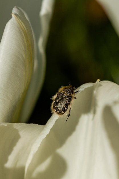 Tulipes blanches avec un insecte sur un pétale