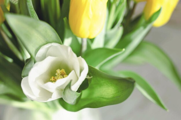 Tulipes blanches et jaunes. Beau fond floral. Fleurs de printemps. Bannière