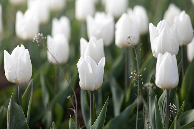 Tulipes blanches et jaunes