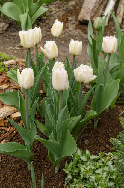 Tulipes blanches pures dans le jardin Tulipes blanches fleurissent dans le fond du jardin