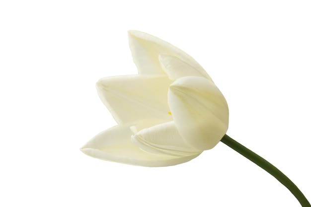 tulipes blanches ressemblant à des lys avec une tige, isolées