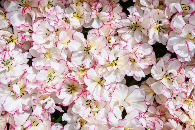 Tulipes blanches - roses. Parc floral de Keukenhof. , Pays-Bas Hollande