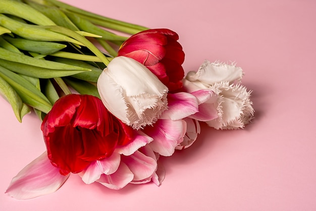 Tulipes blanches et rouges sur rose