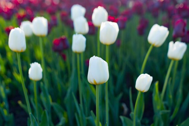 Tulipes blanches et rouges se bouchent