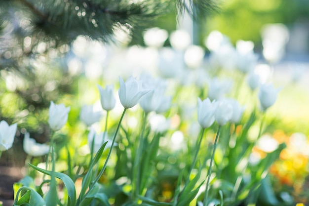 Tulipes blanches sous le pin dans la lumière du soleil du matin Concept du début du printemps Arrière-plan flou sélectif