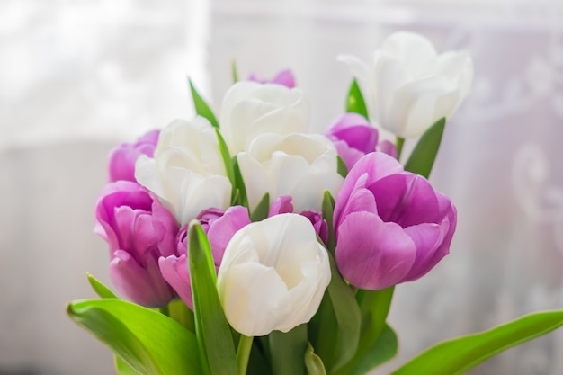 Tulipes blanches et violettes. fond floral