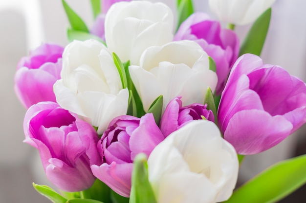 Tulipes blanches et violettes