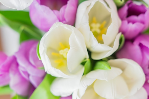 Tulipes blanches et violettes