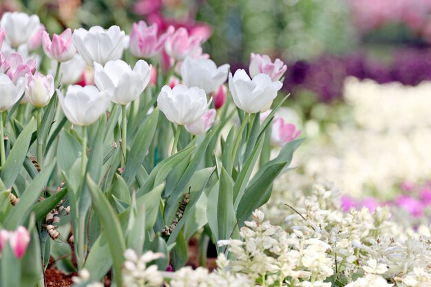 Tulipes blanches.