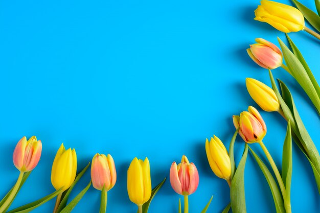 Tulipes sur un bleu