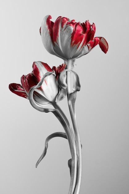 des tulipes avec des bourgeons rouges sur un fond gris deux fleurs