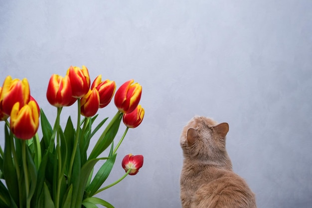 Photo tulipes et un chat rouge assis dos à la caméra