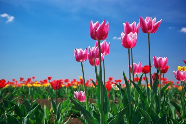 Tulipes sur le ciel