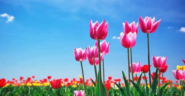 Tulipes sur le ciel