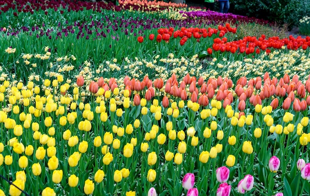 Tulipes colorées au Keukenhof, Pays-Bas