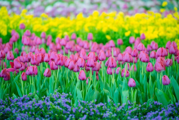 Tulipes colorées dans le jardin de fleurs, champ de tulipes.