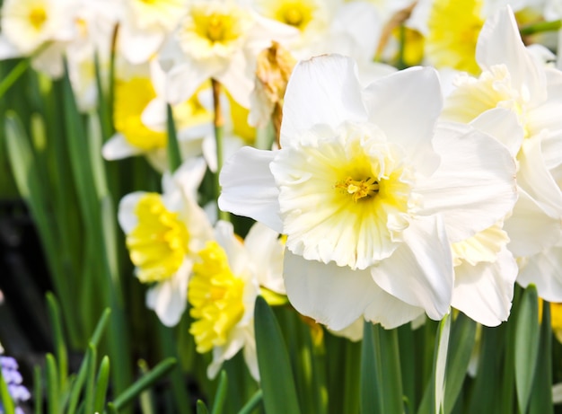 Tulipes colorées dans le jardin