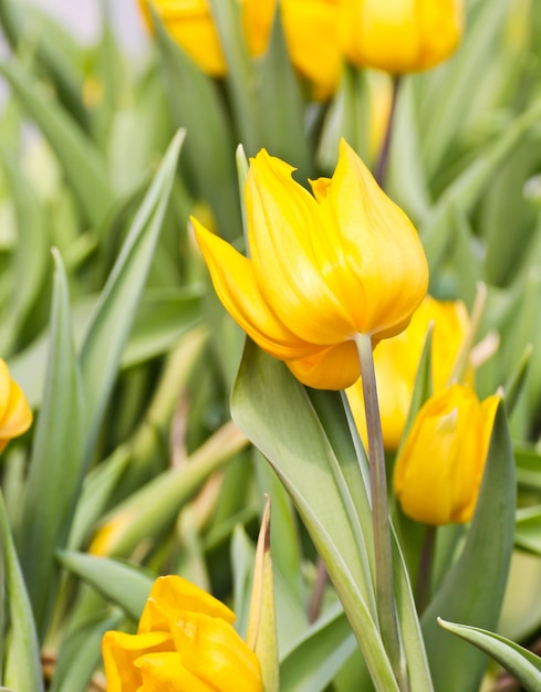 Tulipes colorées dans le jardin