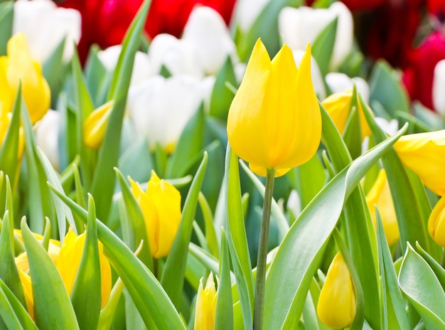 Tulipes colorées dans le jardin