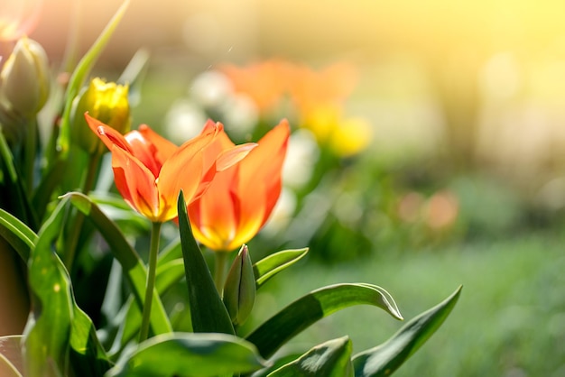 Tulipes colorées dans le jardin