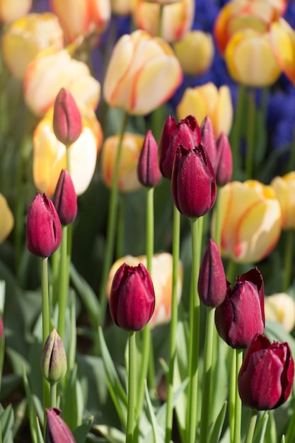 Des tulipes colorées fleurissent dans le jardin.