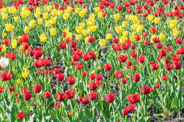 les tulipes colorées fleurissent sur le pré au printemps