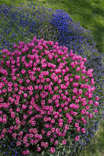 Des tulipes colorées en fleurs dans le jardin comme fond floral