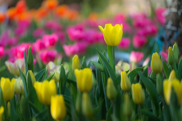 Tulipes colorées avec fond de beau bouquet