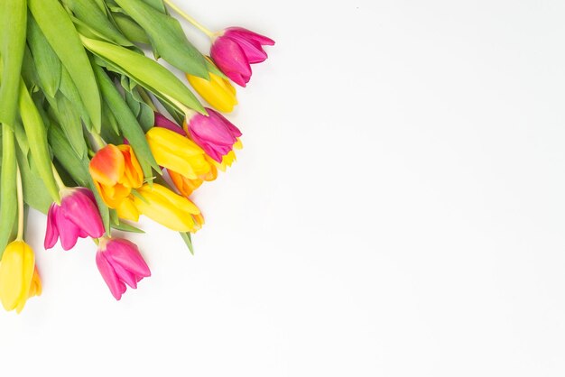 Tulipes colorées sur fond blanc pour voiture Copyspace pour l'écriture