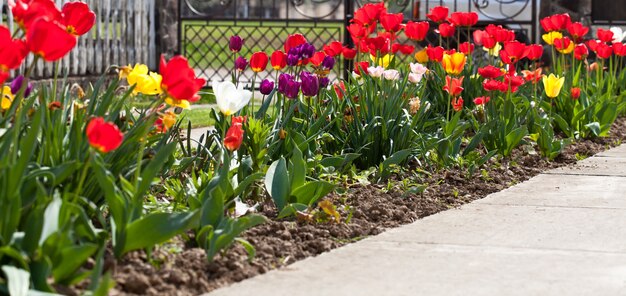 Tulipes colorées sur le gros plan du parterre de fleurs