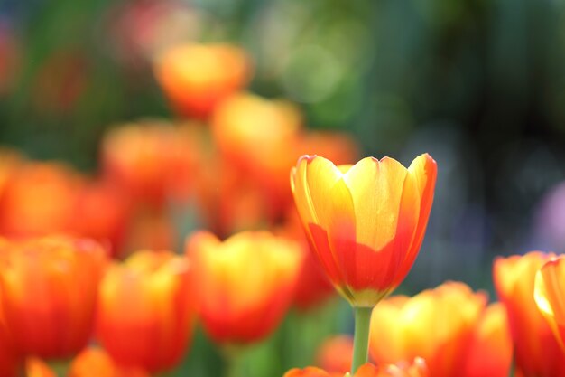 Tulipes colorées en gros plan