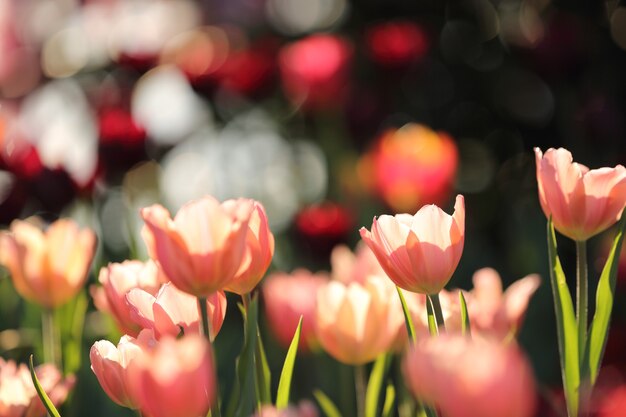 Tulipes colorées en gros plan