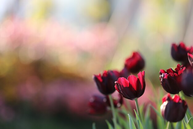 Tulipes colorées en gros plan