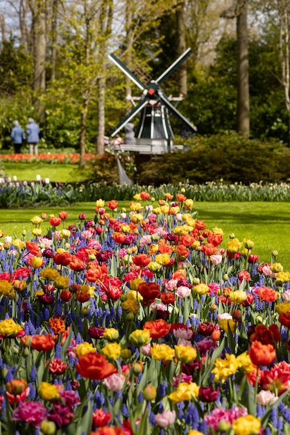 Photo des tulipes colorées, des hyacinthes et des narcises et le moulin dans le champ de keukenhof, aux pays-bas