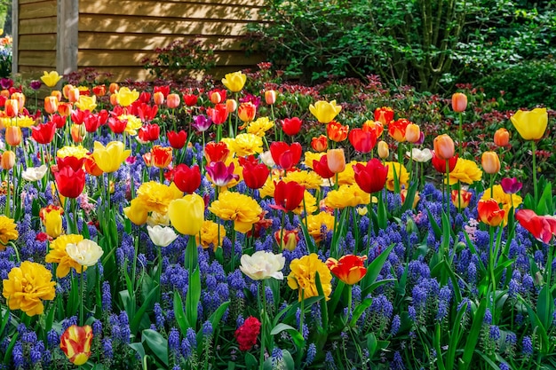 Tulipes Colorées Et Jacinthes Bleues Fleurissant Dans Le Jardin Fleuri Devant La Maison En Bois