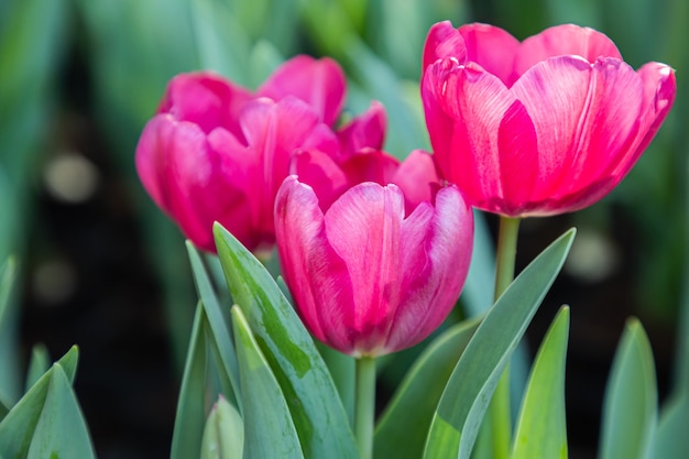 Tulipes colorées un jour de printemps venteux.