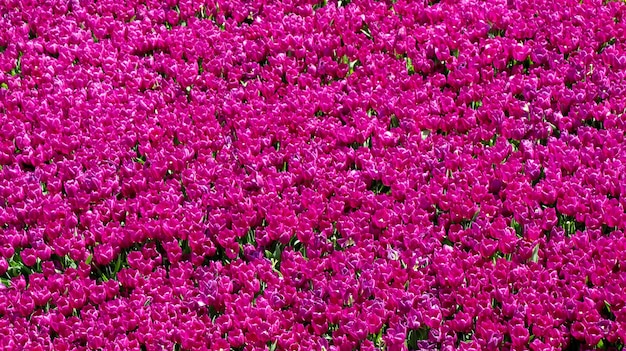 Tulipes colorées lumineuses comme fond floral