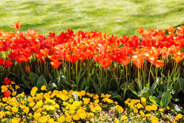 Tulipes colorées lumineuses comme fond floral