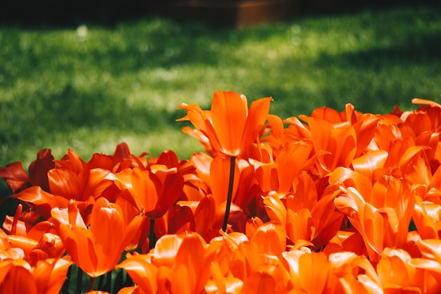 Tulipes colorées lumineuses comme fond floral