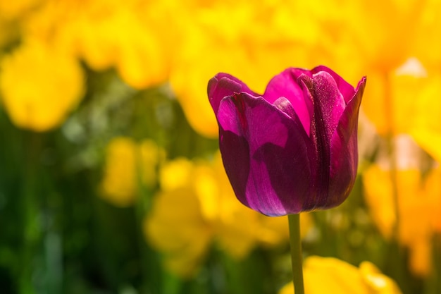 Tulipes colorées lumineuses comme fond floral