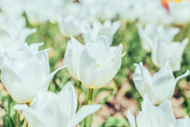 tulipes colorées, tulipes au printemps