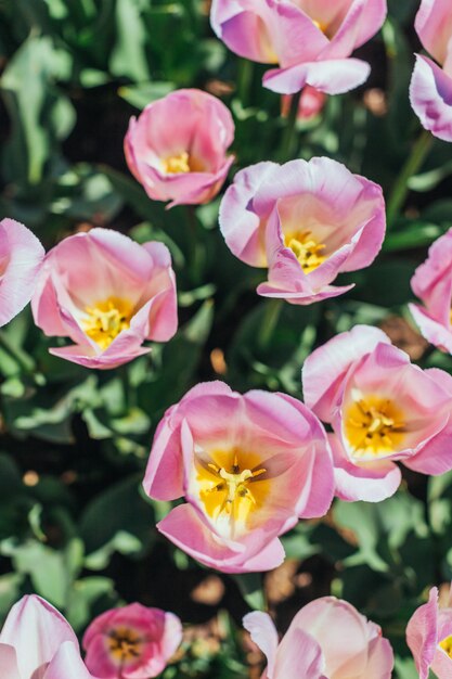 Tulipes colorées, tulipes au printemps