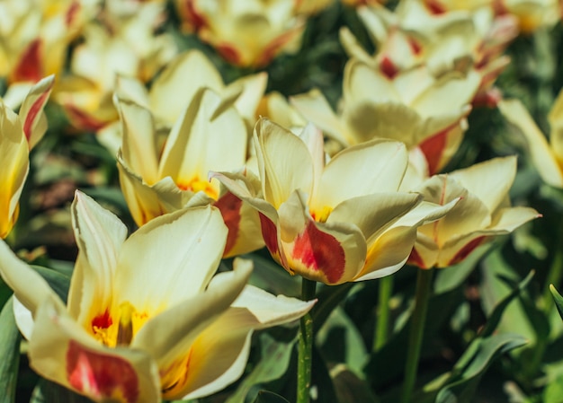 Tulipes colorées, tulipes au printemps