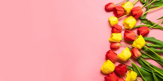 Photo tulipes de couleur sur fond rose. lay plat, vue de dessus. fond de la saint-valentin.