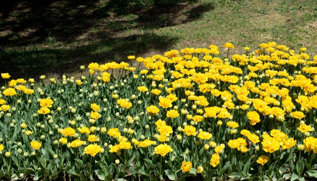 Tulipes de couleur jaune dans la nature