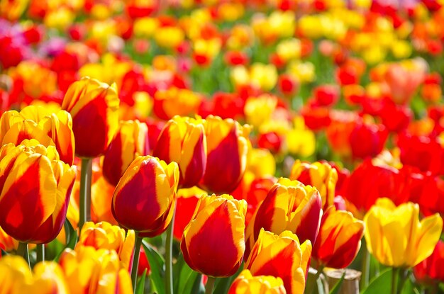 Tulipes de couleur Meadow